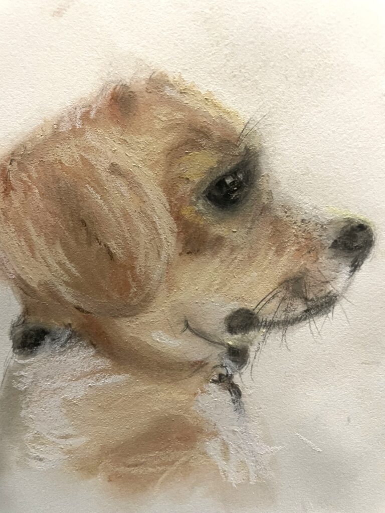 bubba, puppy pet portrait of dog