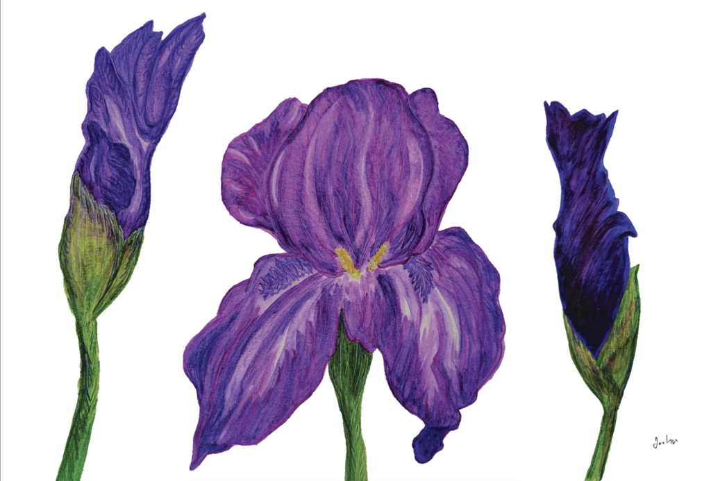 original Watercolor purple iris painting